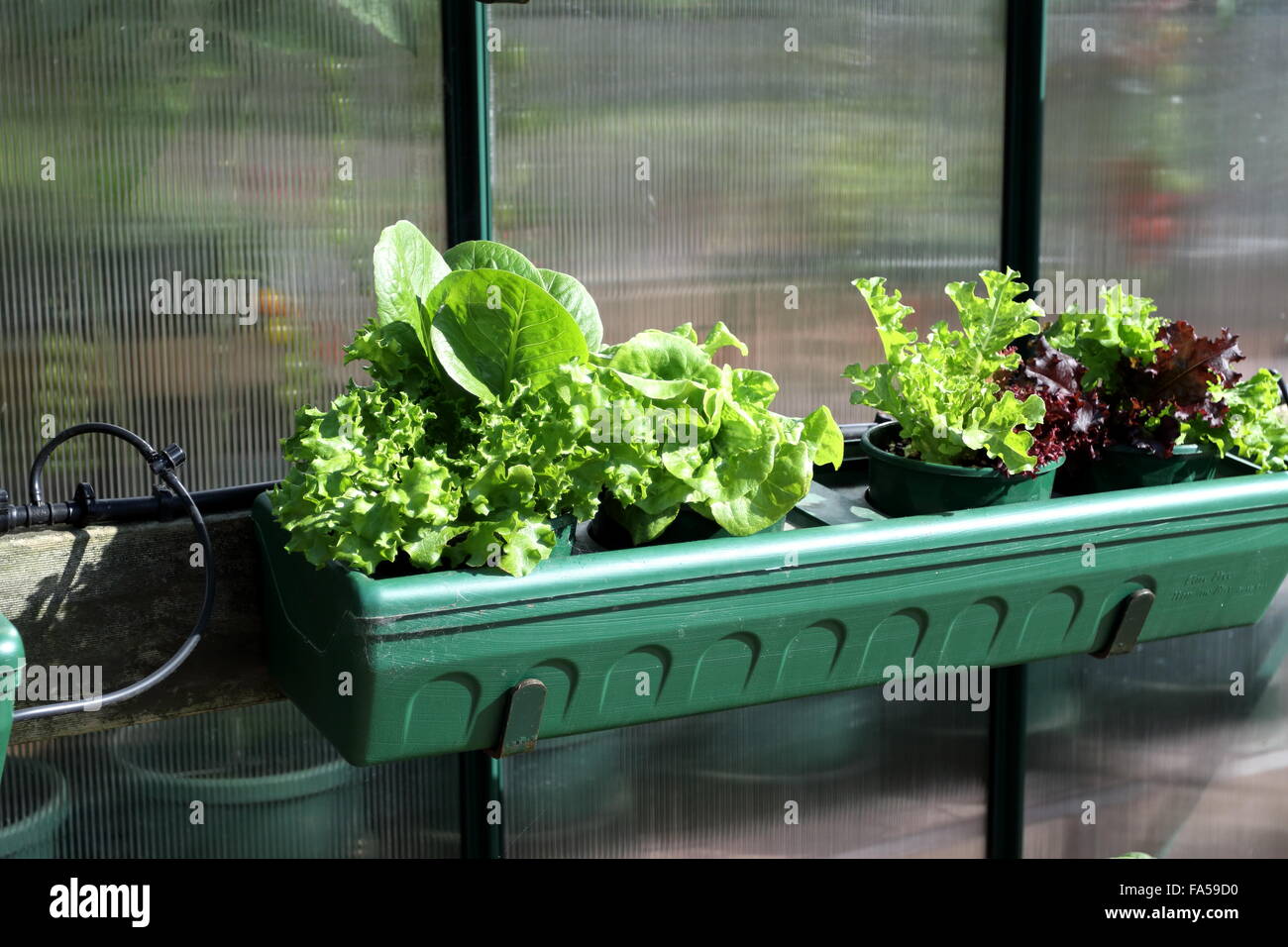 Growing different variety of lettuce plant in a pot Stock Photo Alamy