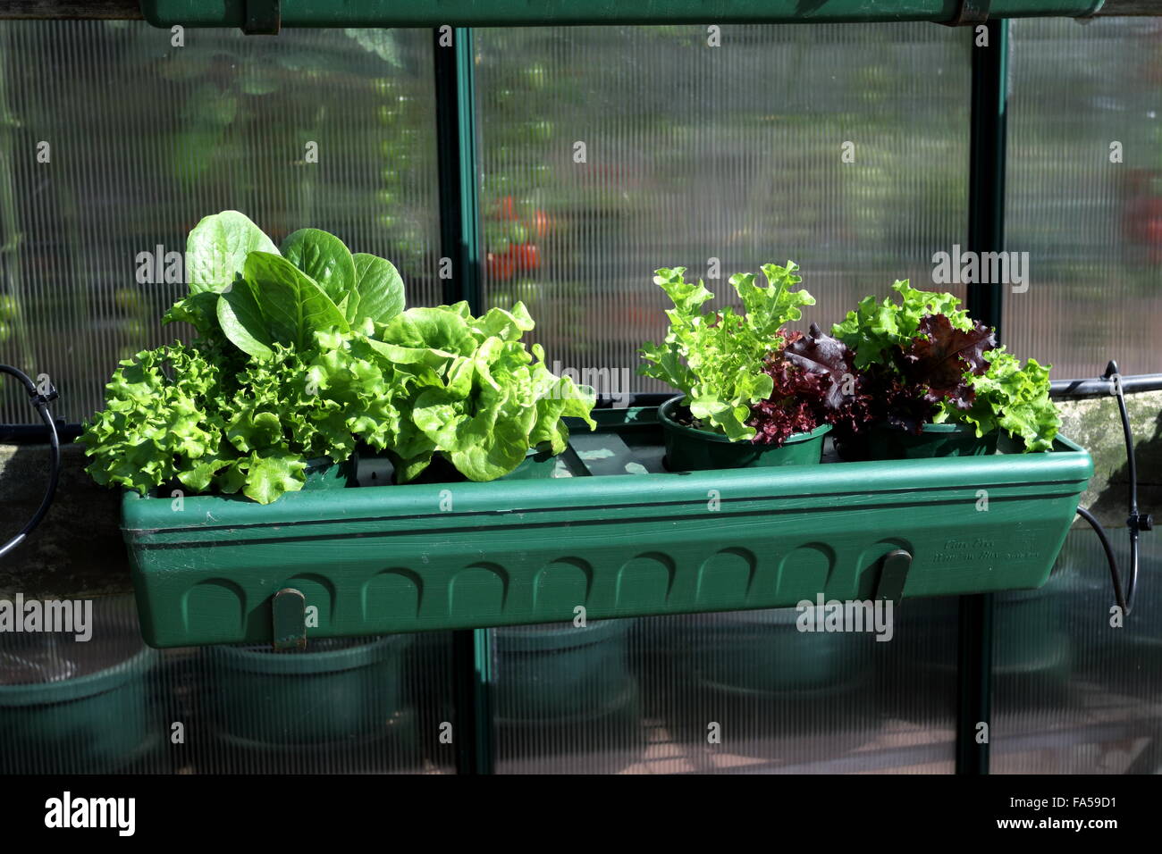 Growing different variety of lettuce plant in a pot Stock Photo Alamy