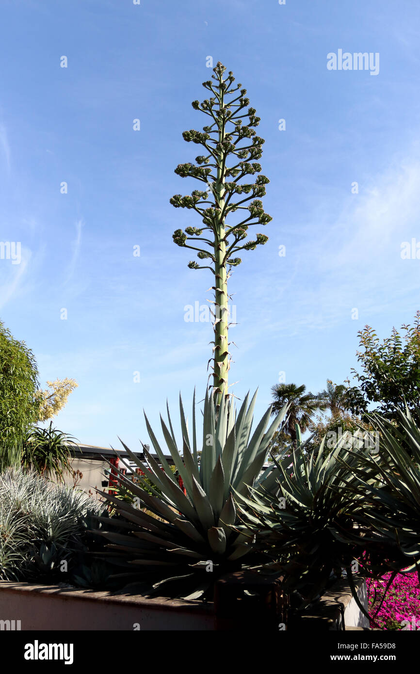 Agave sisalana Perrine or also known as Agave sisalana - Sisal with flowers Stock Photo