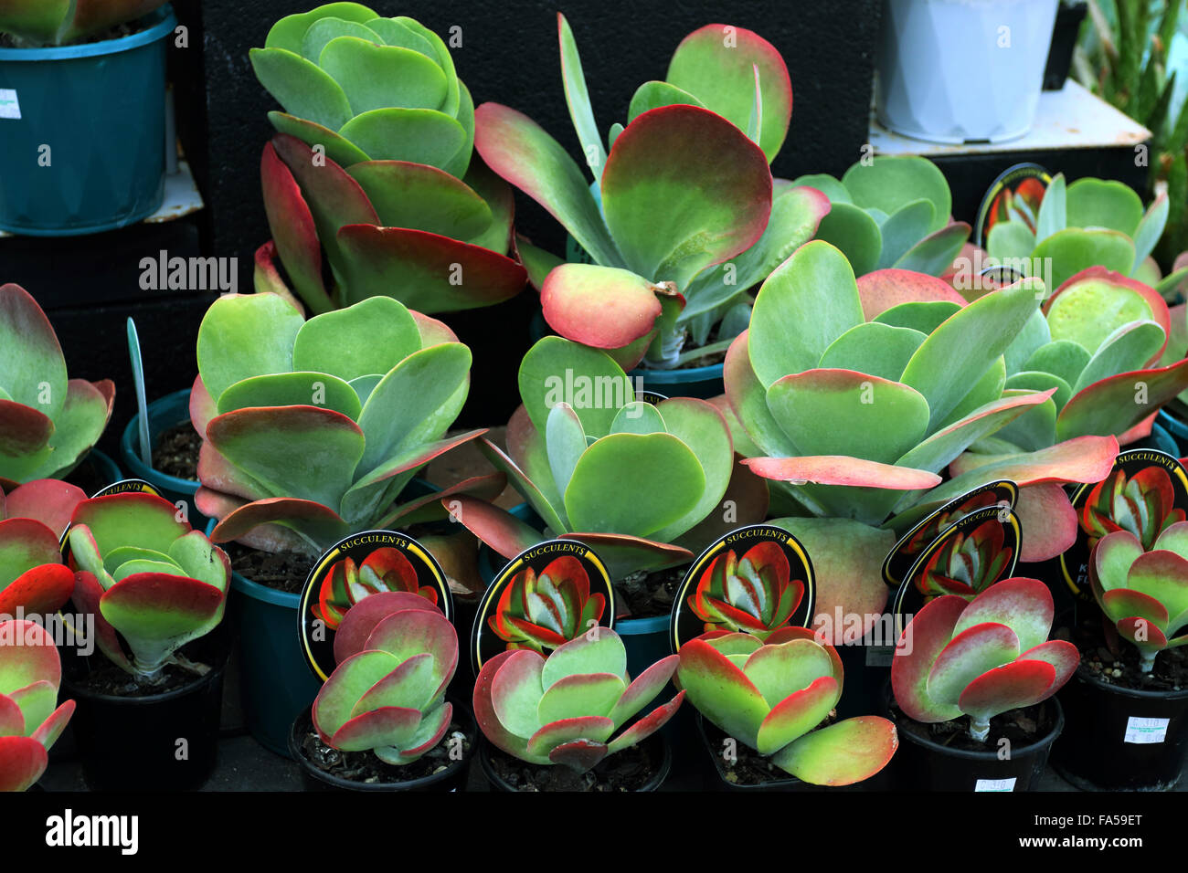 Kalanchoe thyrsiflora or also known as Kalanchoe Flapjack for sale at local nursery Stock Photo