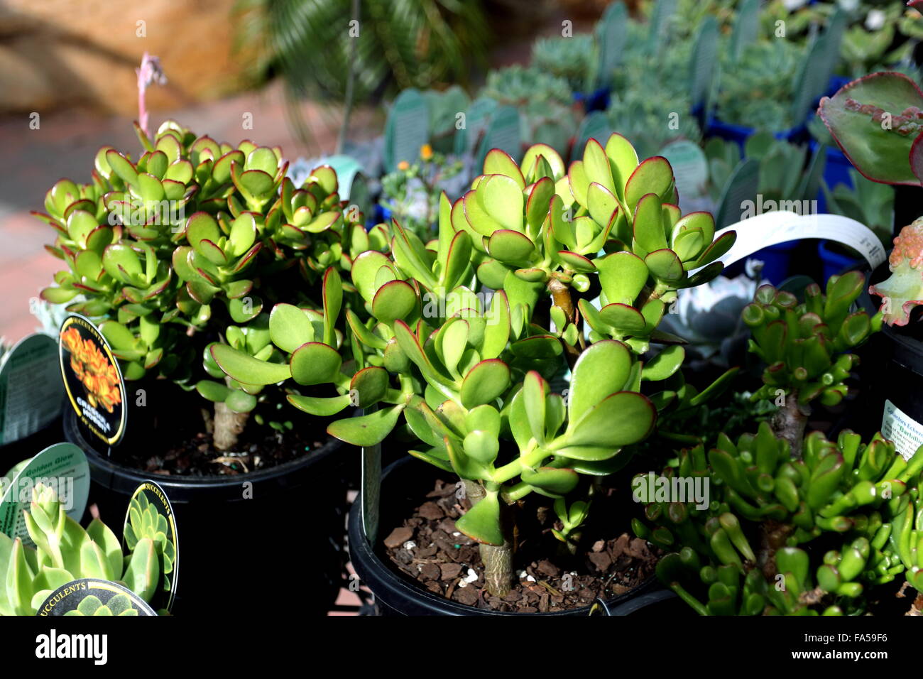 Tree Nursery Africa High Resolution Stock Photography And Images Alamy
