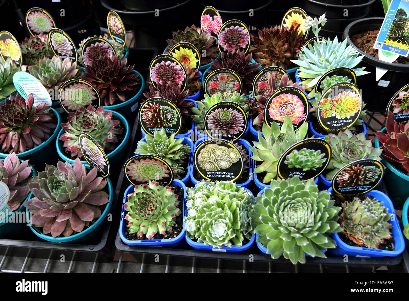 Mixed varieties of succulents for sale at local nursery Stock Photo Alamy