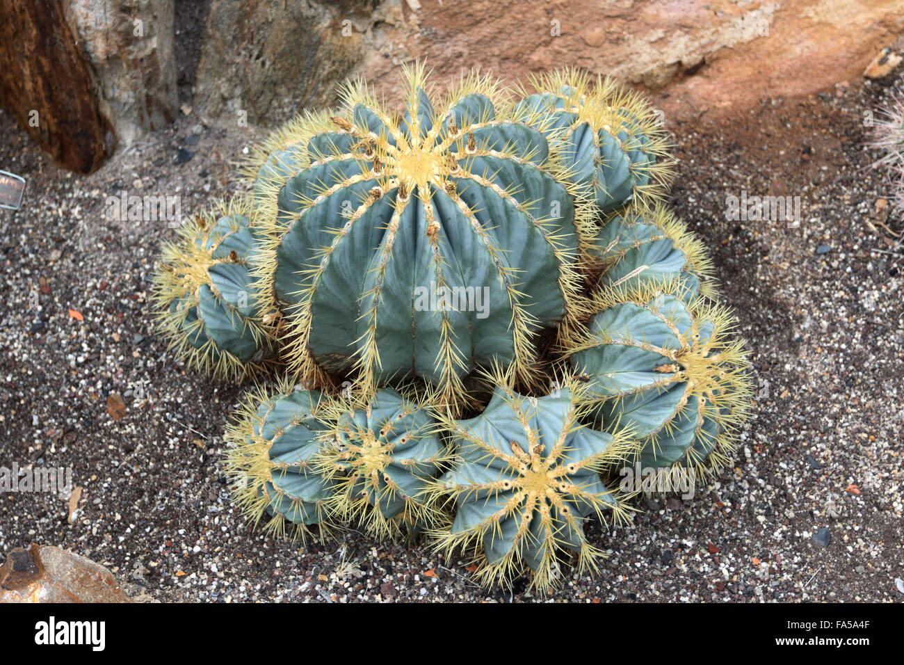 Ball Cactus or its scientific name is Parodia magnifica Stock Photo