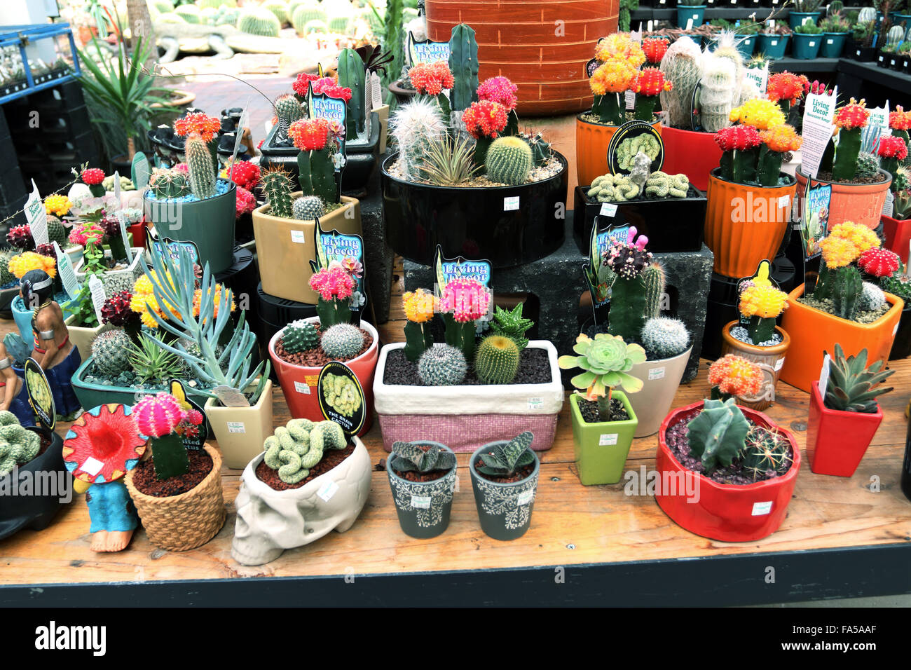 All kind of cactus and succulents for sale at a local nursery Stock Photo