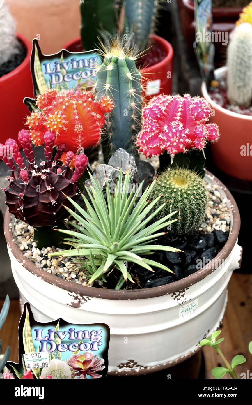 All kind of cactus and succulents for sale at a local nursery Stock Photo