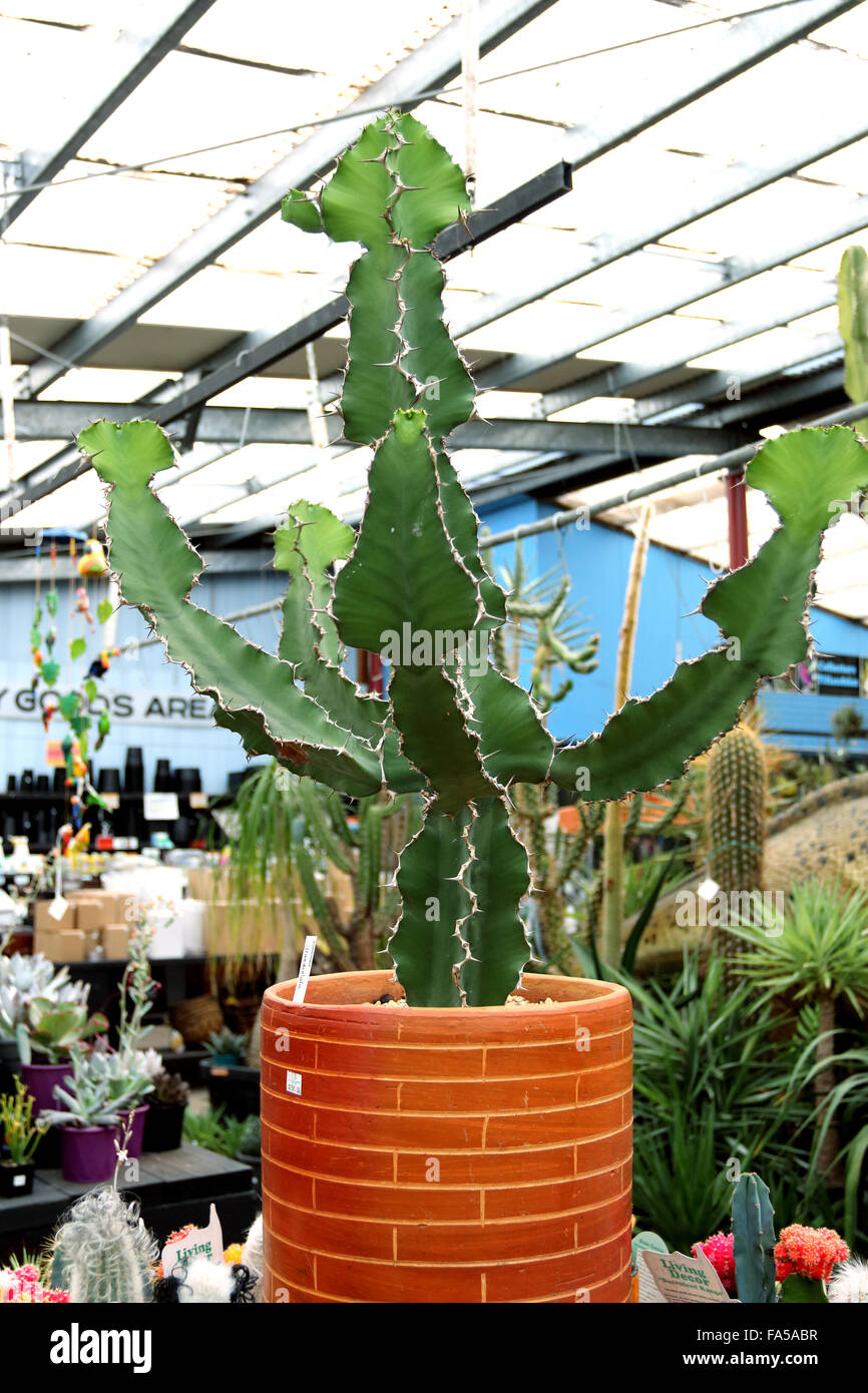 Mature Euphorbia grandialata cactus in a clay pot Stock Photo