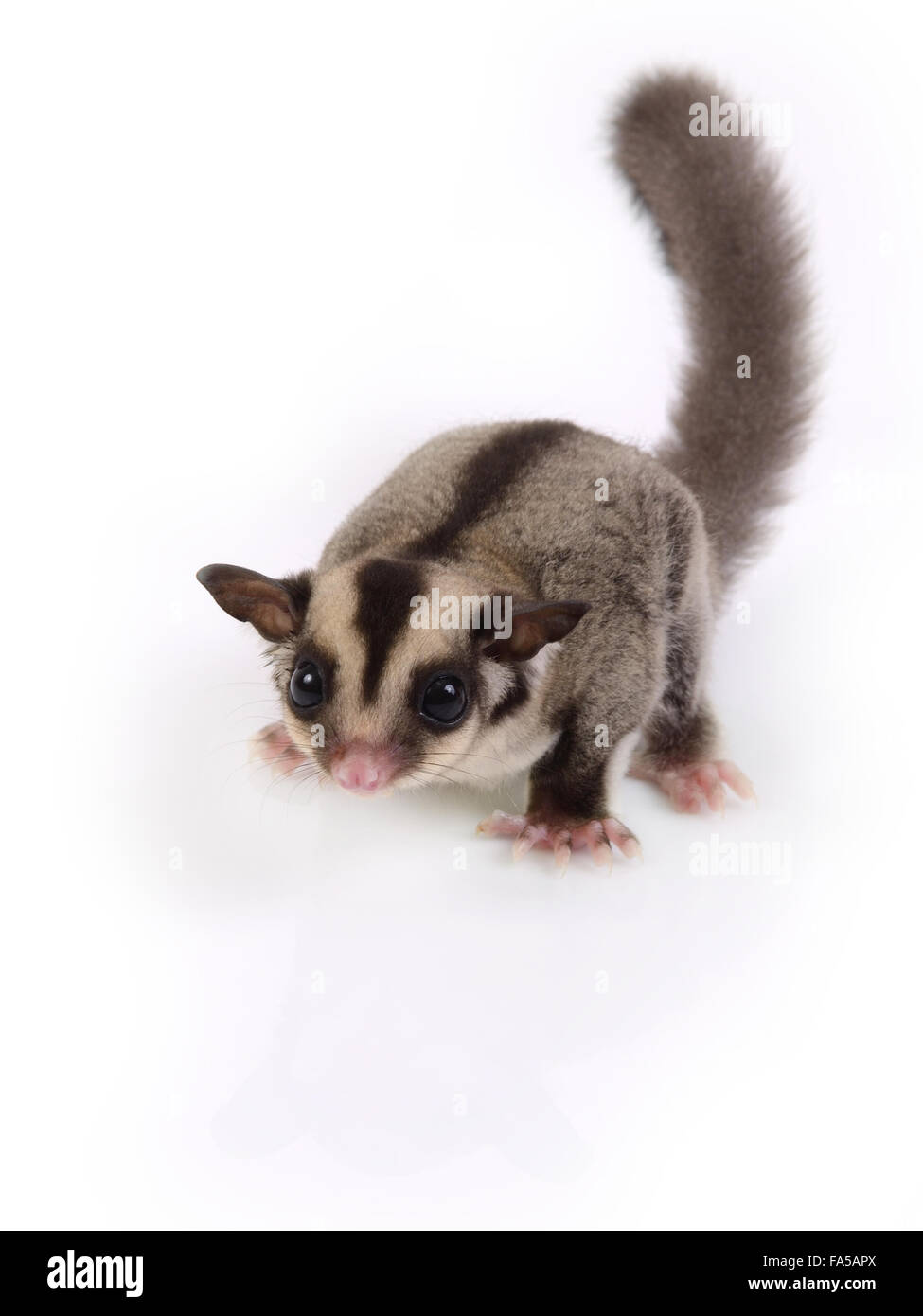 Flying squirrel baby Cut Out Stock Images & Pictures - Alamy