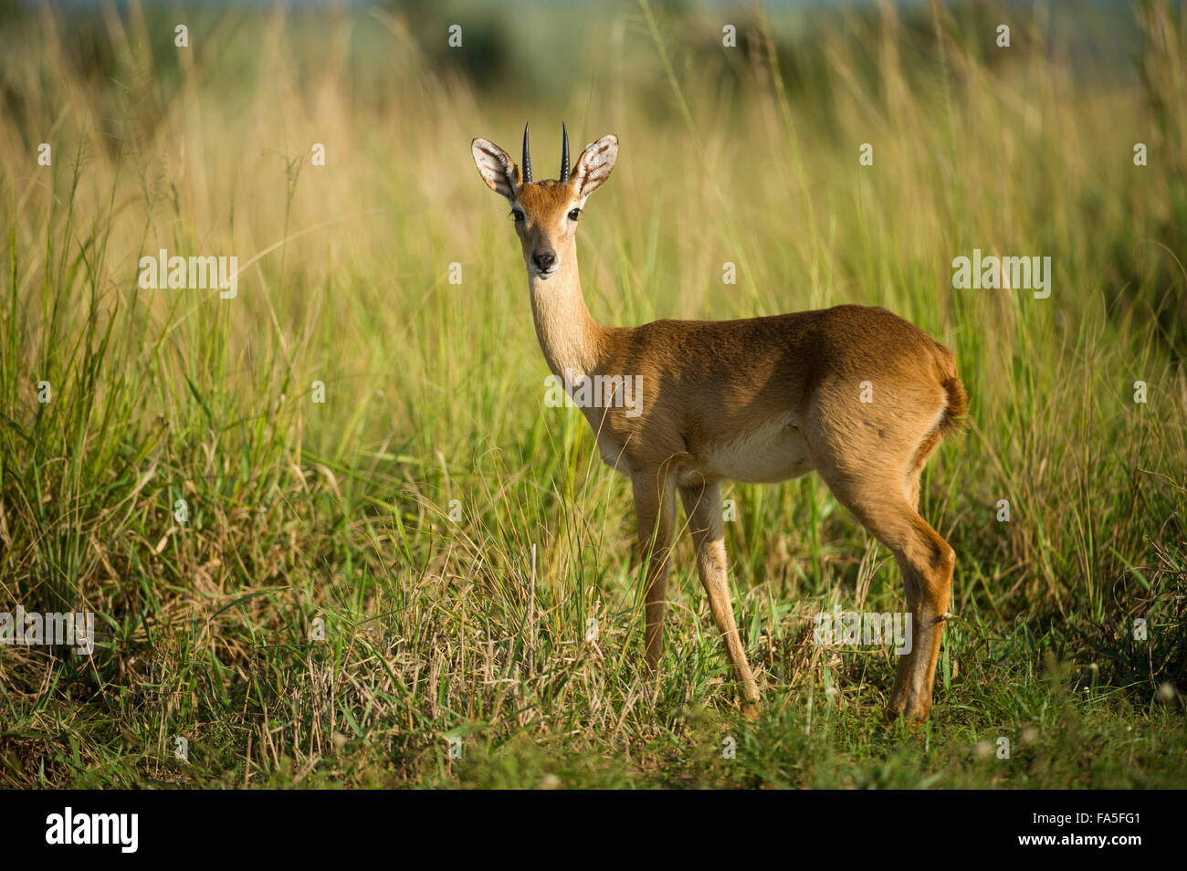 Oribi (Ourebia ourebi), Murchison Falls National Park, Uganda Stock Photo