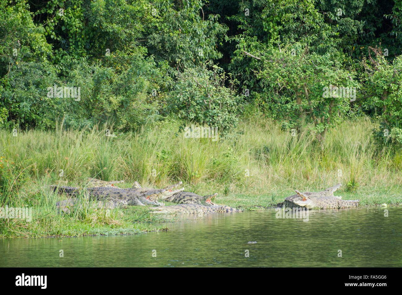 Nile Crocodile, Crocodylus niloticus, Murchison Falls National Park, Uganda Stock Photo