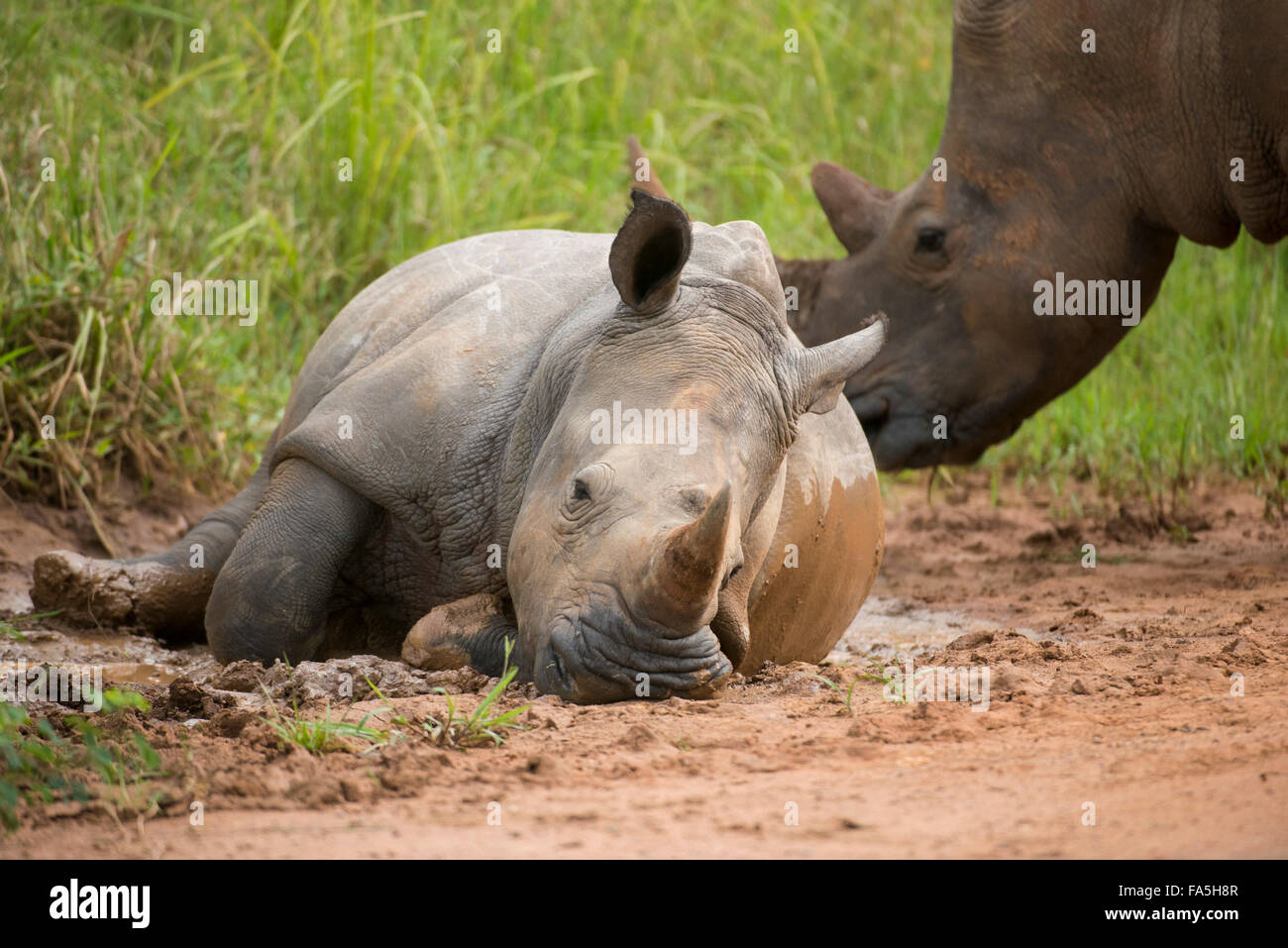 White rhinoceros with young taking a mud bath (Ceratotherium simum), Ziwa Rhino Sanctuary, Uganda Stock Photo