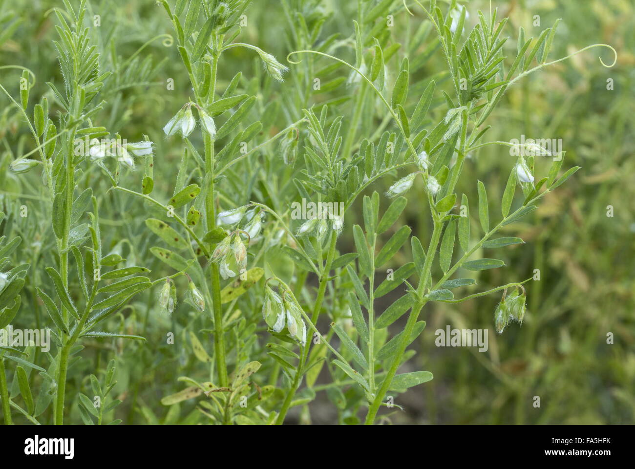 Lentil crop, Lens culinaris, in Monti Sibillini National Park, Umbria, Italy Stock Photo