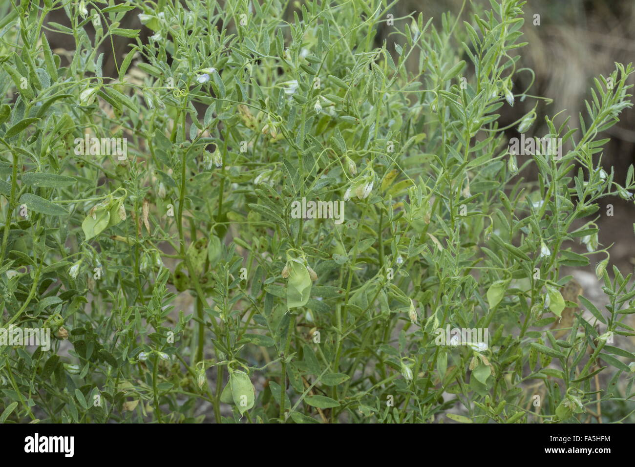 Lentil crop, Lens culinaris, in Monti Sibillini National Park, Umbria, Italy Stock Photo