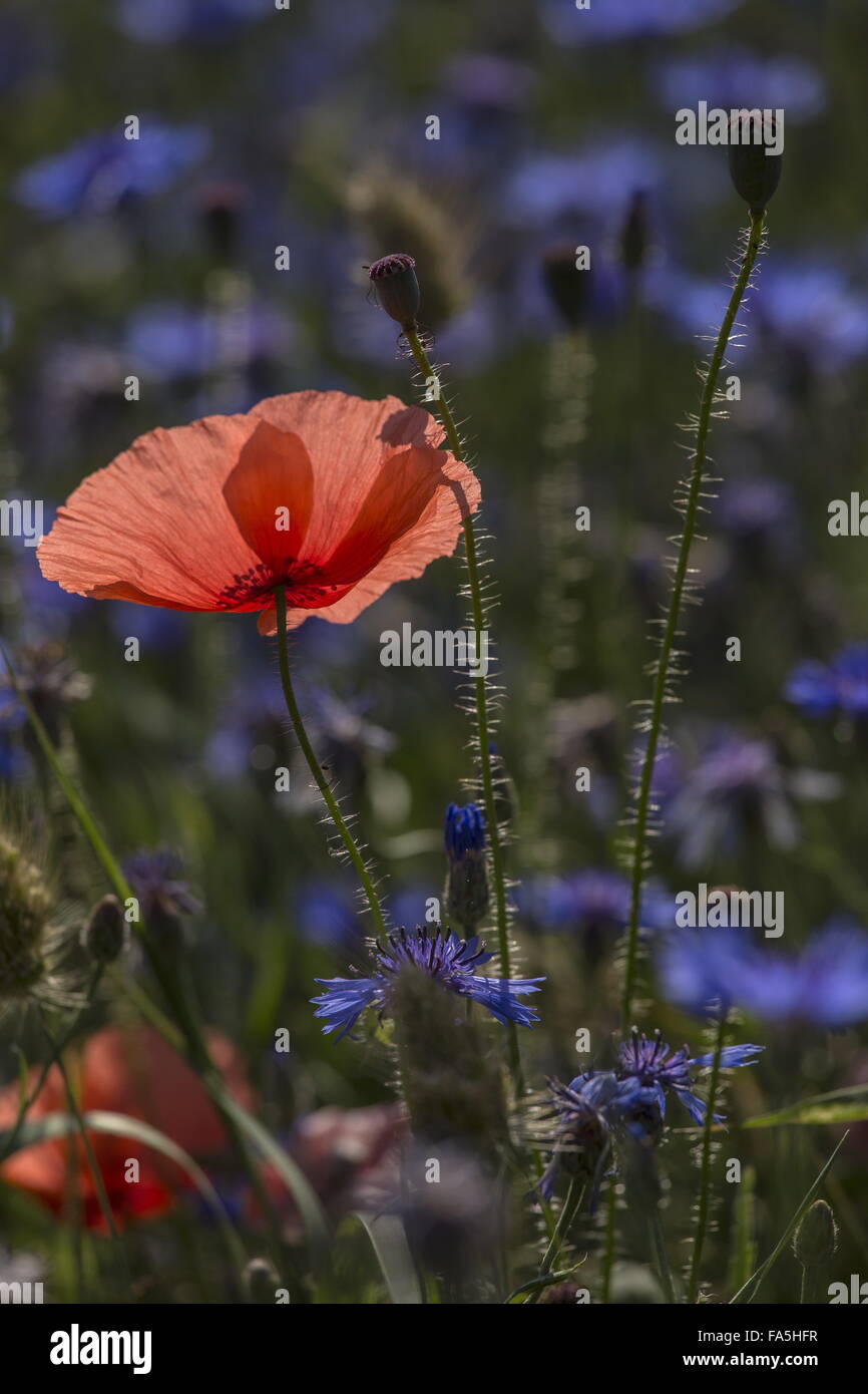 Field Poppy in flower in Cornflower field, Piano Grande, Italy. Stock Photo