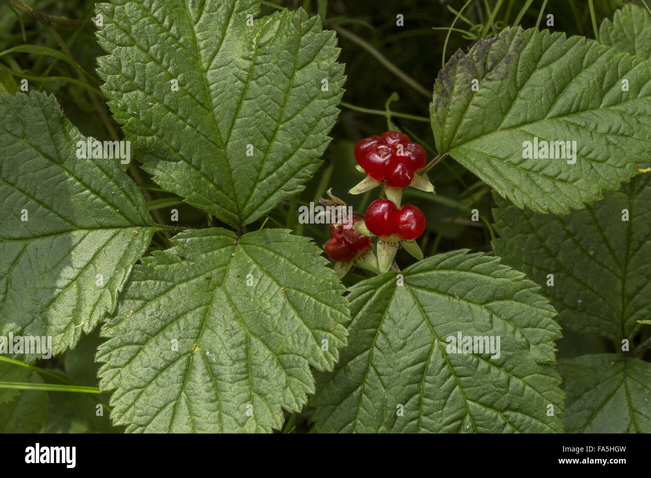 Stone Bramble, Rubus saxatilis in fruit Stock Photo