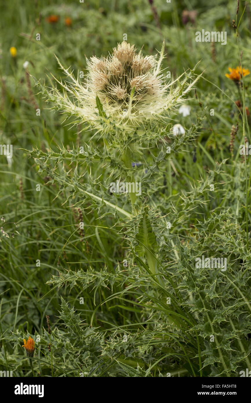 Spiniest Thistle, Cirsium spinosissimum, in flower in high alpine pasture, Dolomites. Stock Photo