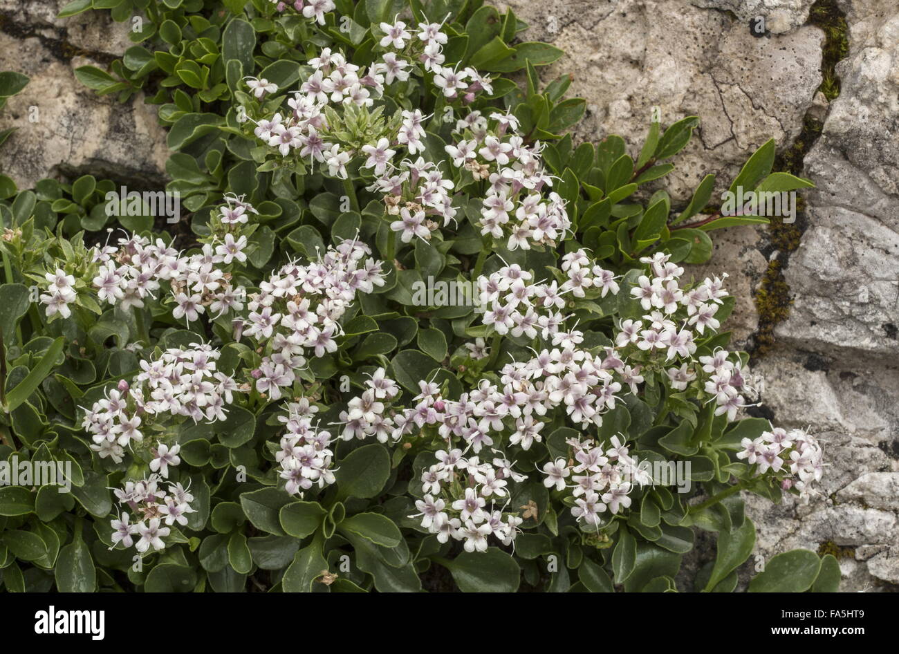 A dwarf valerian, Valeriana supina at 2500m on dolomite in the ...