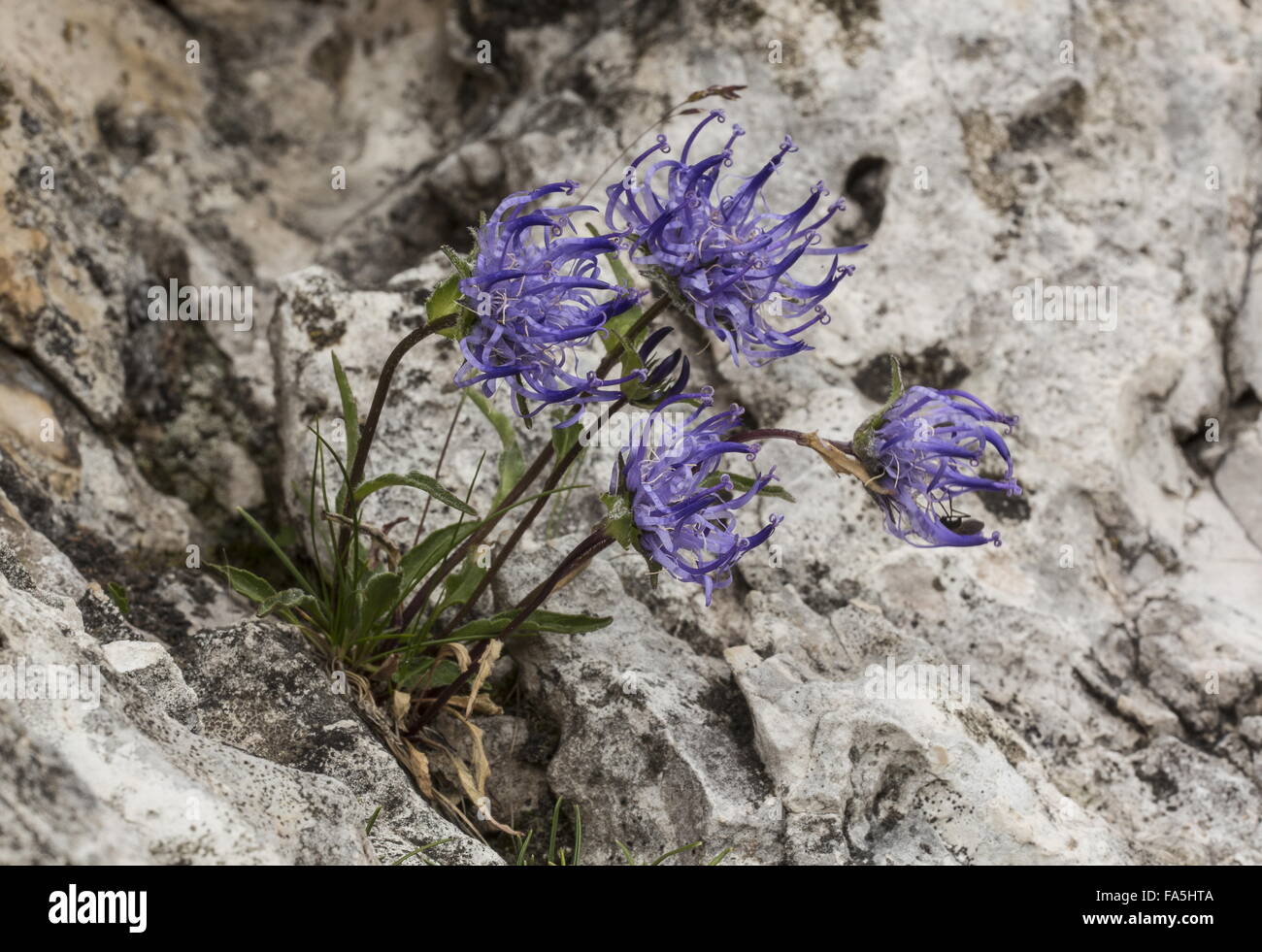 Round-headed Rampion, Phyteuma orbiculare; dwarf form in flower on limestone cliff, Dolomites. Stock Photo
