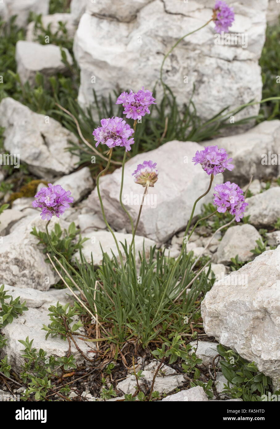 Mountain Thrift, Armeria alpina, in flower on dolomite, Dolomites, Italy. Stock Photo
