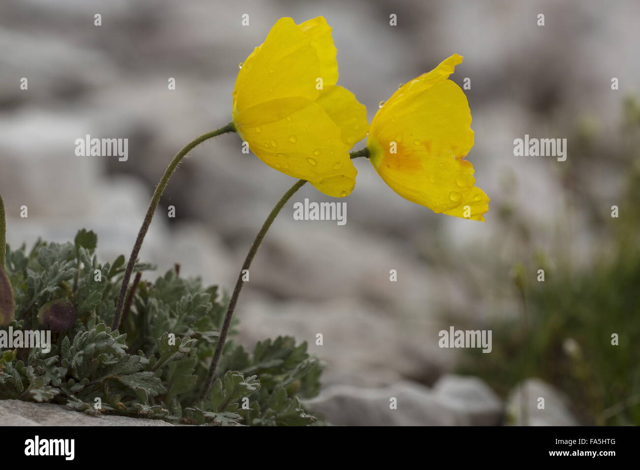 Rhaetian Poppy, Papaver alpinum (Papaver aurantiacum) in flower in the Dolomites. Stock Photo