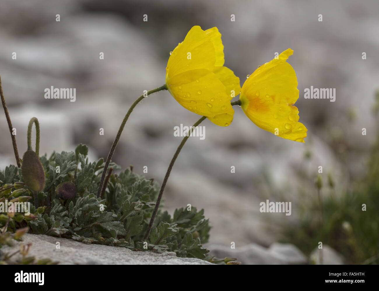 Rhaetian Poppy, Papaver alpinum (Papaver aurantiacum) in flower in the Dolomites. Stock Photo