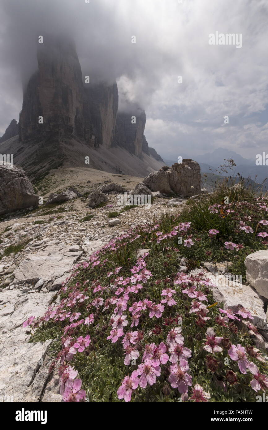 Shining Cinquefoil, Potentilla nitida in flower in the high Dolomites, with the Drei Zinnen behind. Italy. Stock Photo