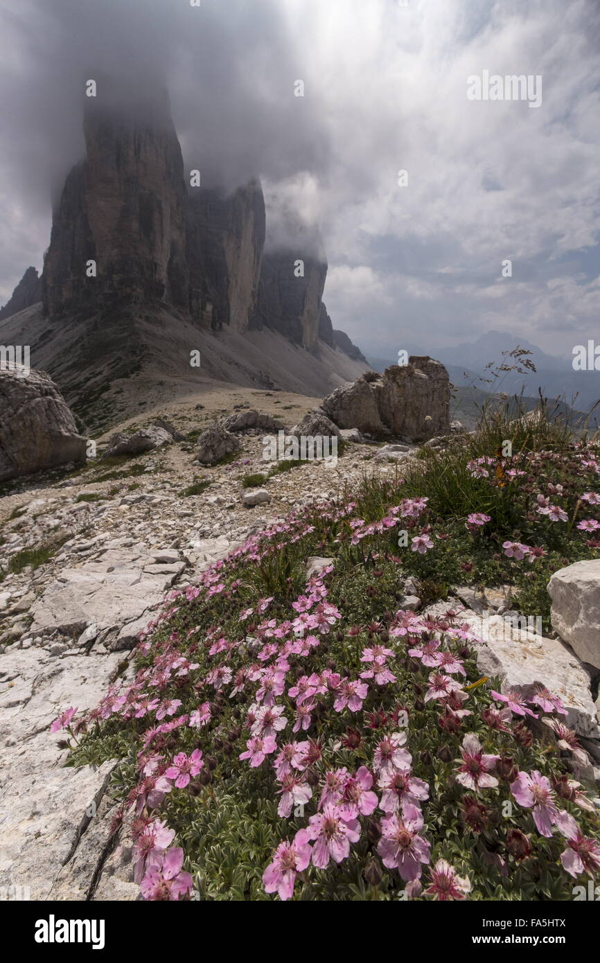 Shining Cinquefoil, Potentilla nitida in flower in the high Dolomites, with the Drei Zinnen behind. Italy. Stock Photo