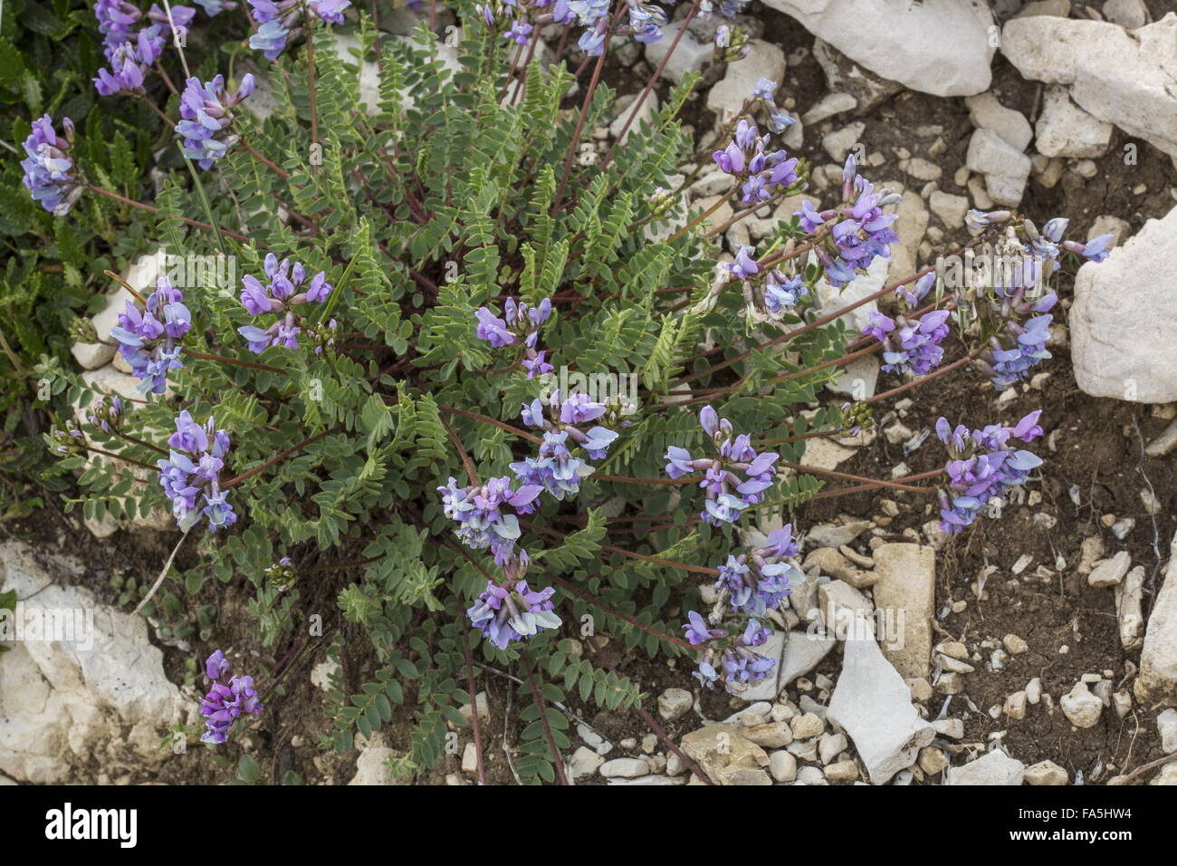 Mountain milk-vetch, Oxytropis jacquinii in flower high in the Dolomites. Stock Photo