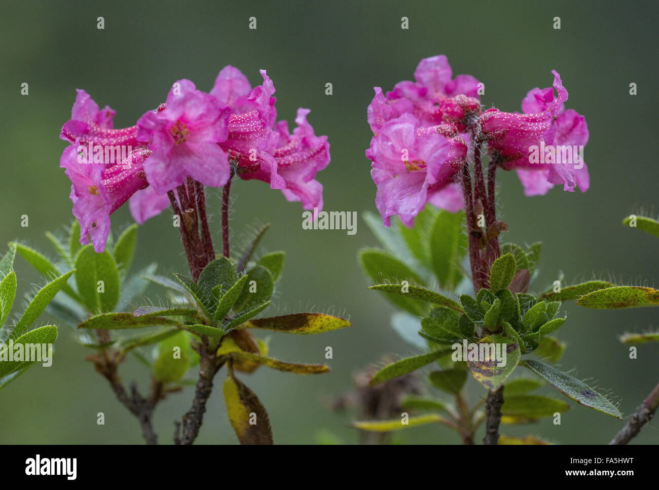 Hairy alpenrose, Rhododendron hirsutum in flower, Dolomites, Italy. Stock Photo