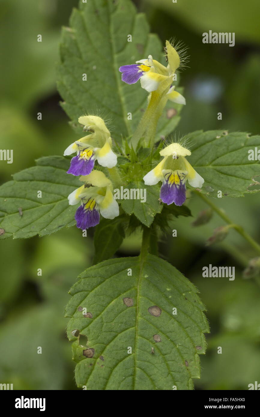 Large-flowered hemp-nettle, Galeopsis speciosa, in flower. Stock Photo