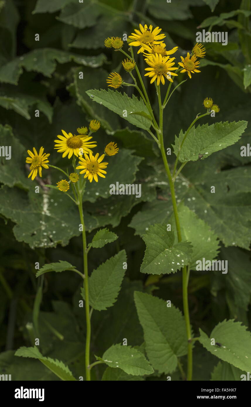 Alpine ragwort, Senecio cordatus or Jacobaea alpina, in flower, italian ...