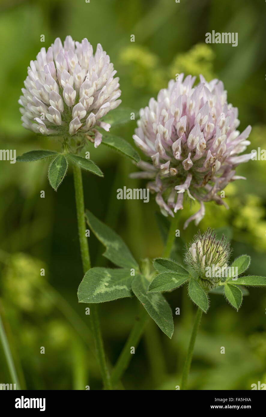 An alpine form of Red Clover Stock Photo