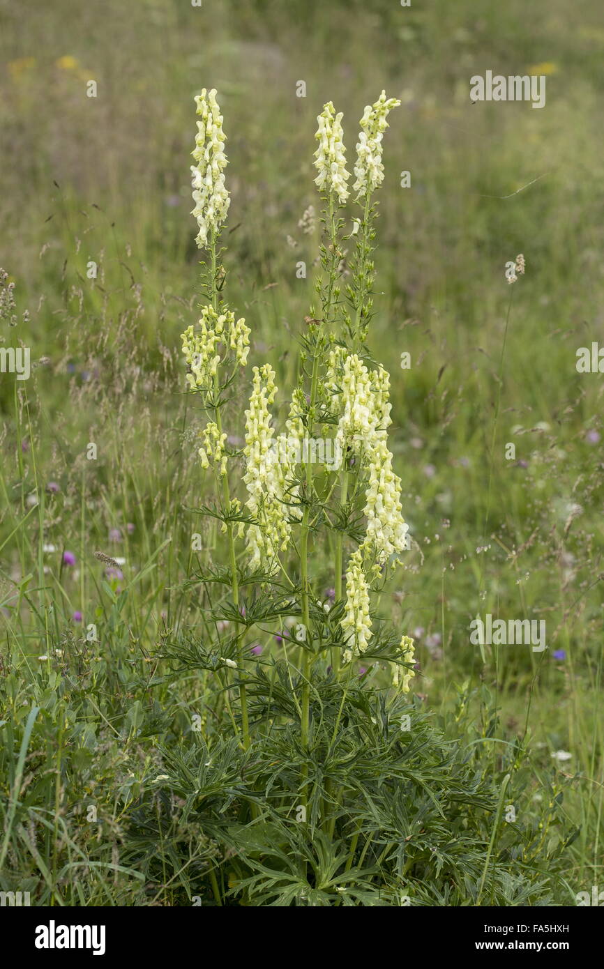Wolfsbane, Aconitum lycoctonum ssp. vulparia, in flower in the alps. Stock Photo
