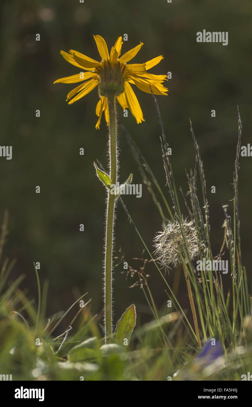 Mountain arnica, Arnica montana in flower; medicinal mountain plant