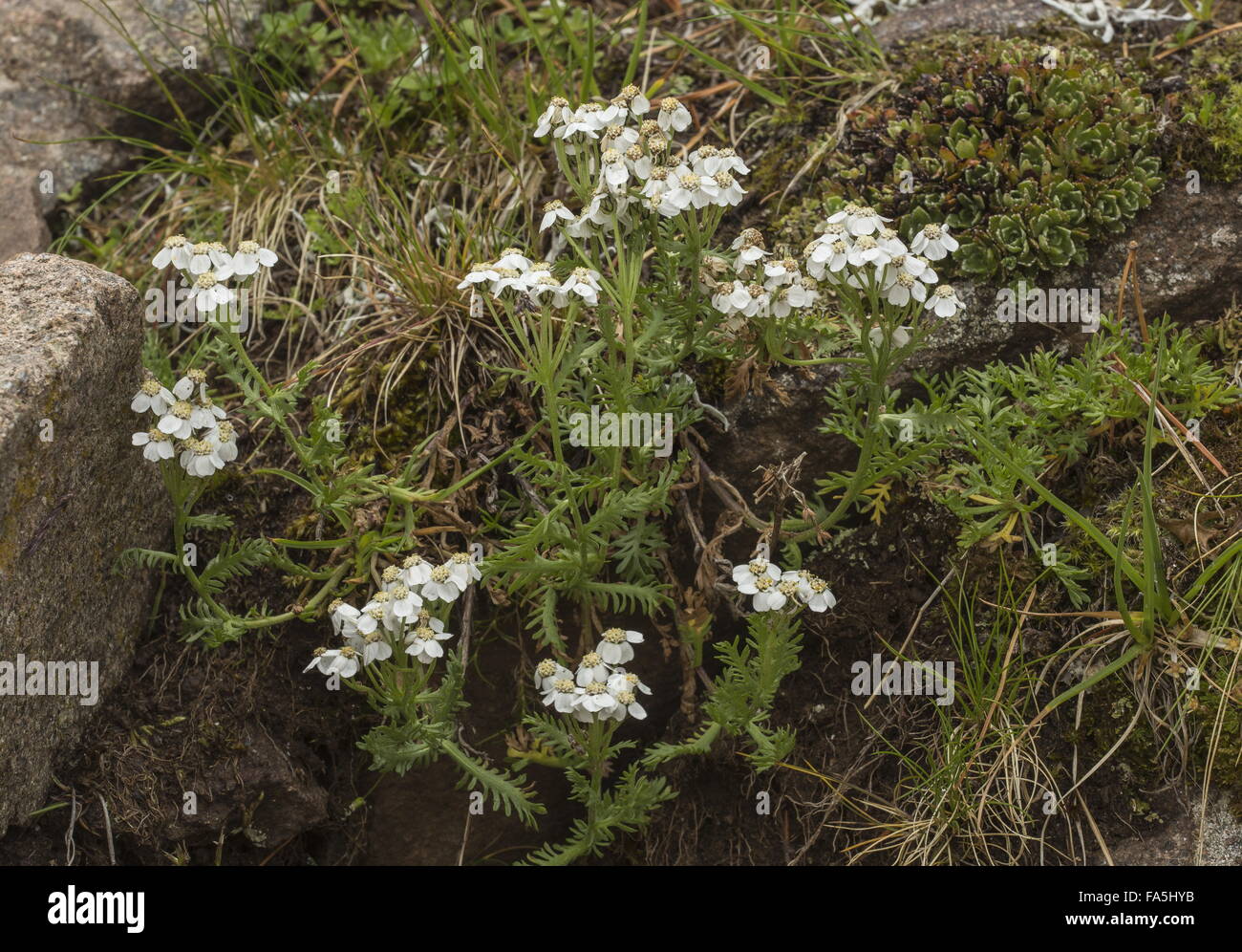 Musk Milfoil, Achillea erba-rotta subsp. moschata in flower in acidic alpine turf, Alps. Stock Photo