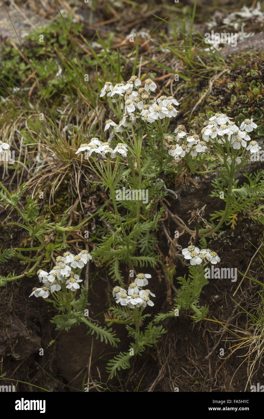 Musk Milfoil, Achillea erba-rotta subsp. moschata in flower in acidic alpine turf, Alps. Stock Photo