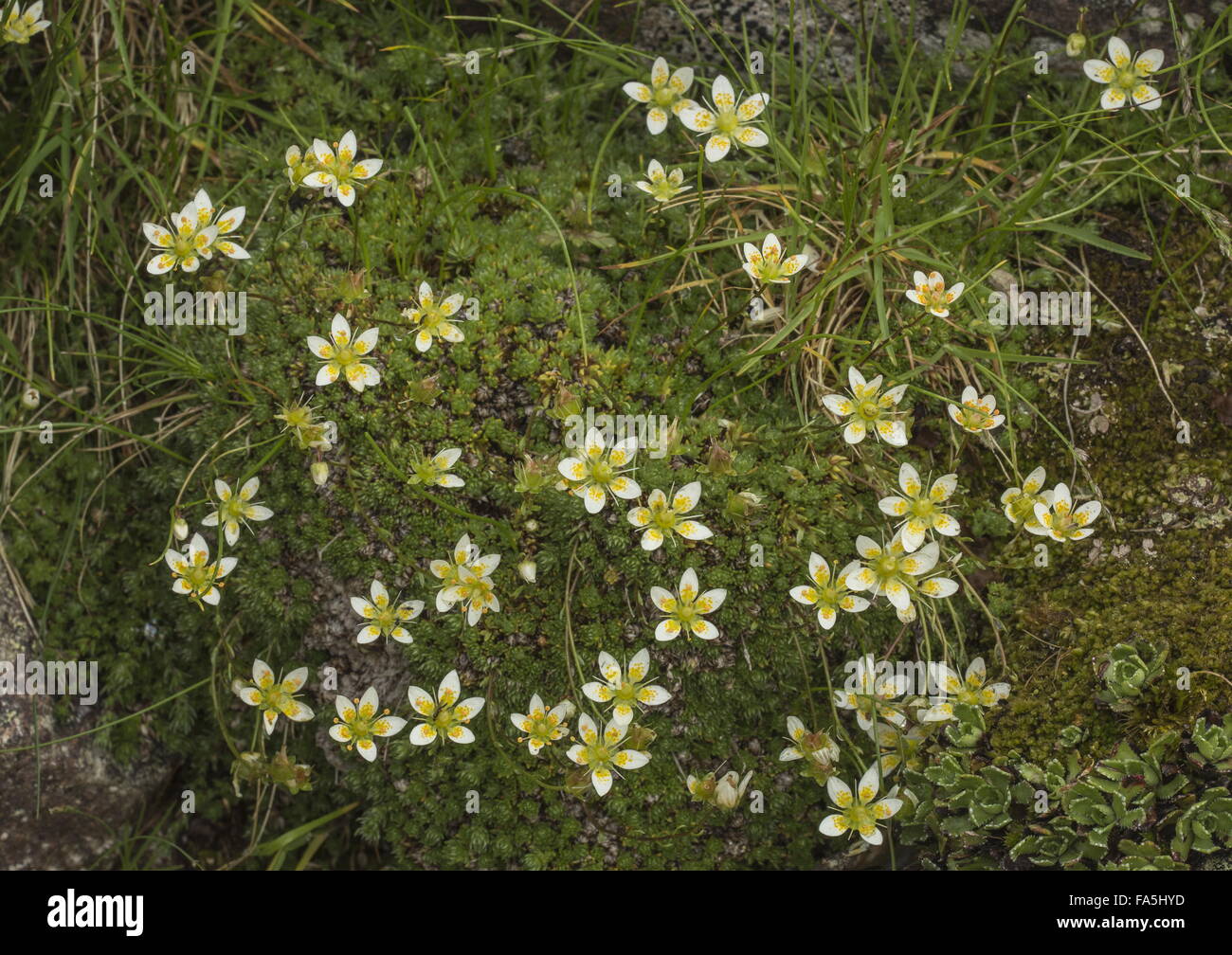 A moss saxifrage, Saxifraga bryoides, at high altitude on acid rock, Italian Alps. Stock Photo