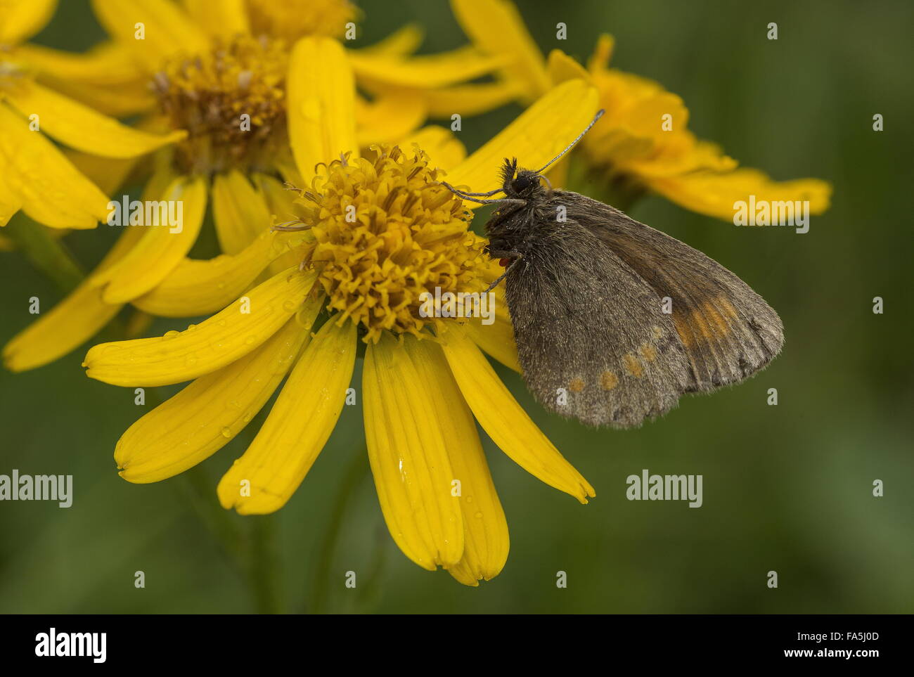 Blind Ringlet, Erebia pharte, settled in damp weather, Dolomites, Italy. European endemic. Stock Photo