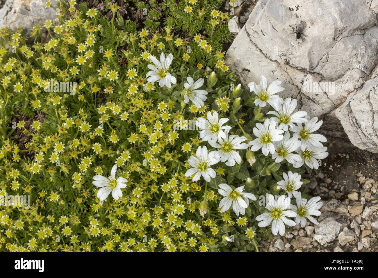 Musky saxifrage, Saxifraga exarata ssp moschata and Glacier mouse-ear, Cerastium uniflorum in flower in the Dolomites. Stock Photo