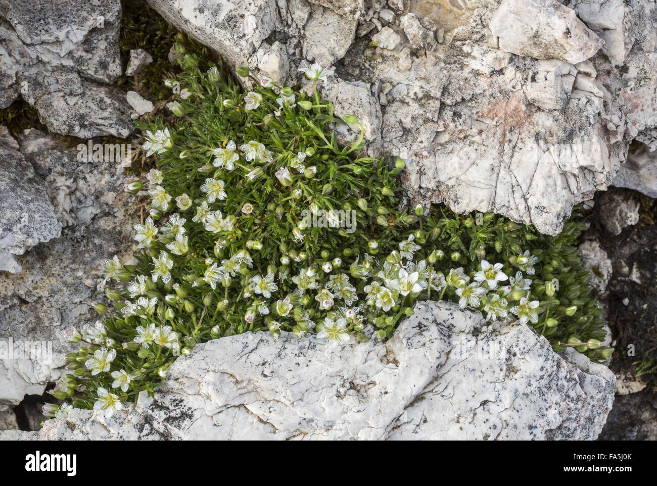 An alpine form of Spring Sandwort, Minuartia verna ssp.collina at 2700 m in the Dolomites. Stock Photo