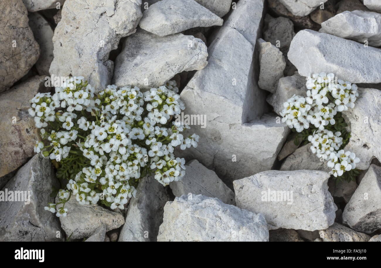 Chamois Cress, Hornungia alpina at high altitude, Dolomites. Stock Photo