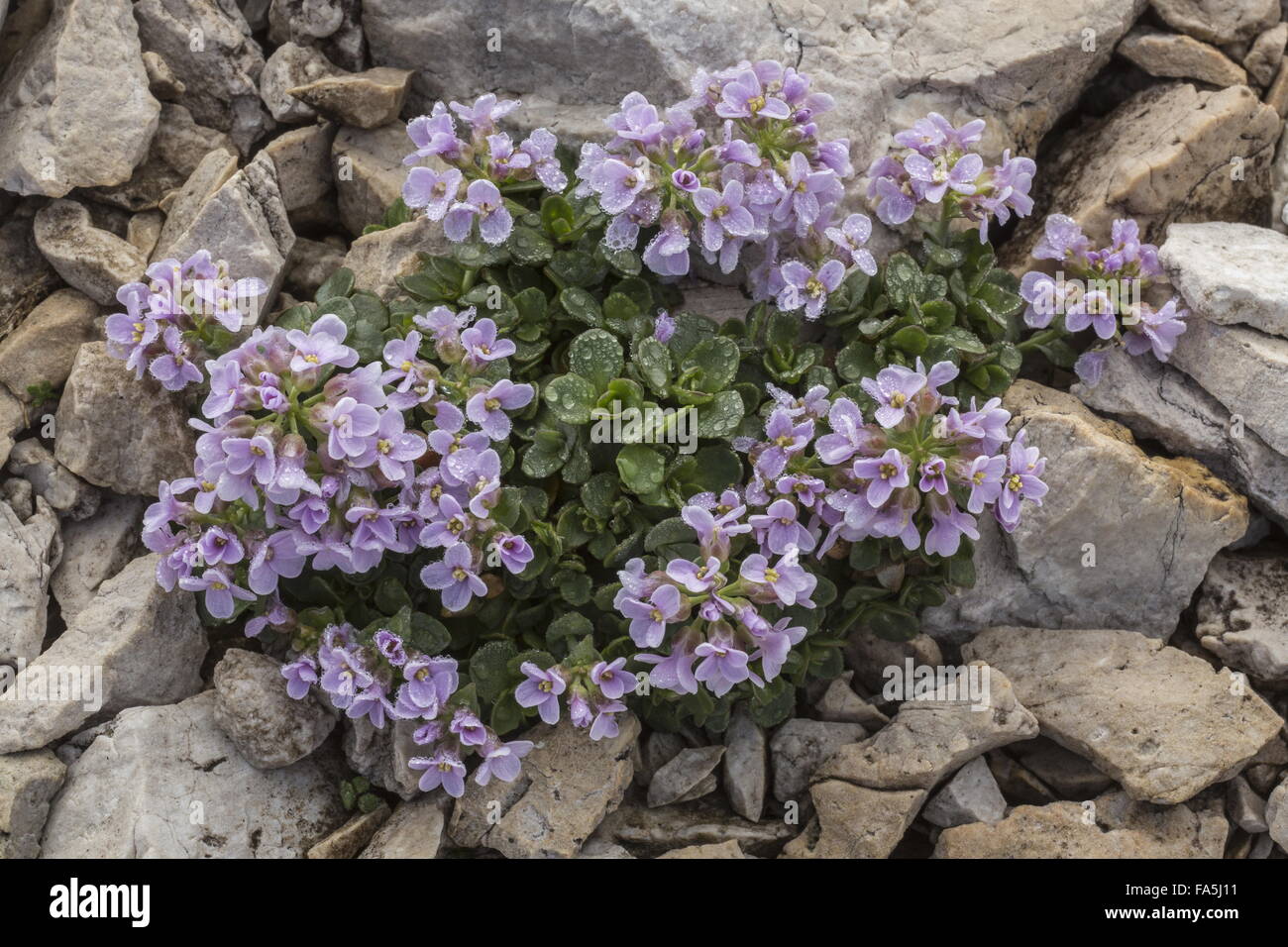 Roundleaved Pennycress, Thlaspi rotundifolia in flower at 2500m in the