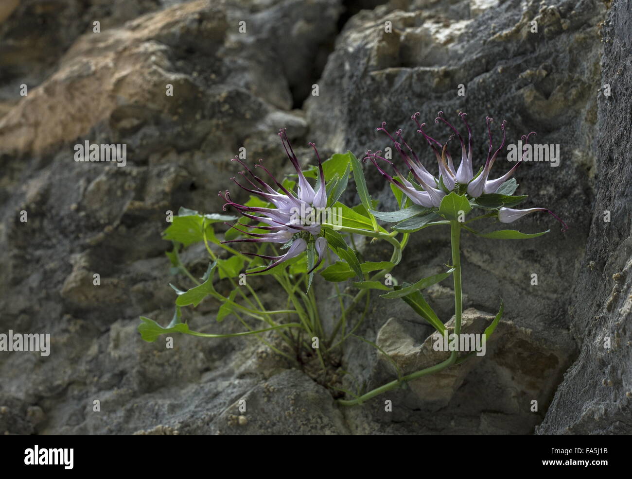 Devil's Claw, Physoplexis comosa in flower on dolomite cliff, Dolomites. Stock Photo