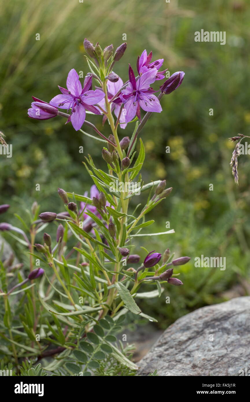 Alpine willowherb epilobium fleischeri alps flowering plant flower
