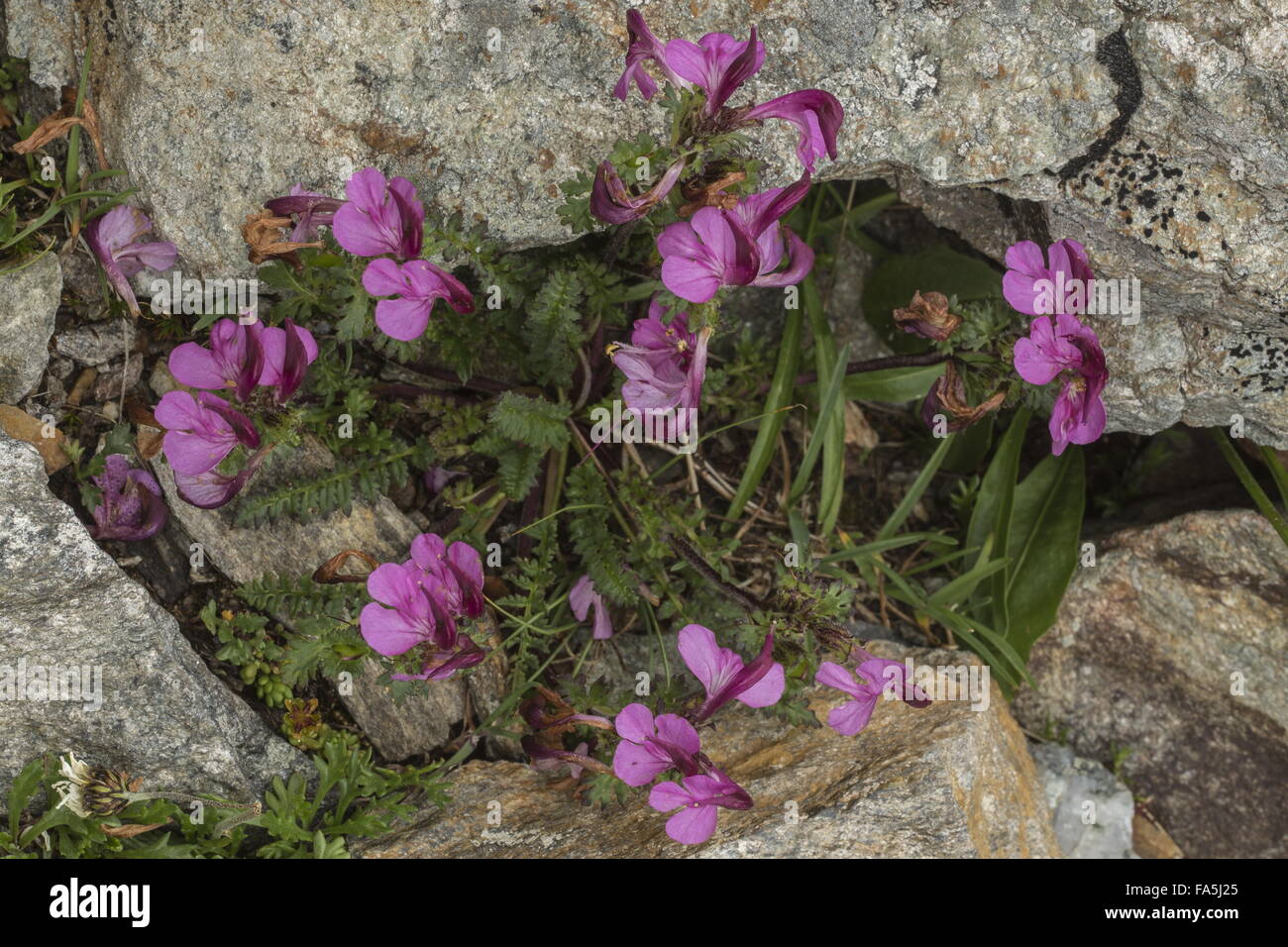 Kerner's Lousewort, Pedicularis kerneri in the Italian Alps. Stock Photo