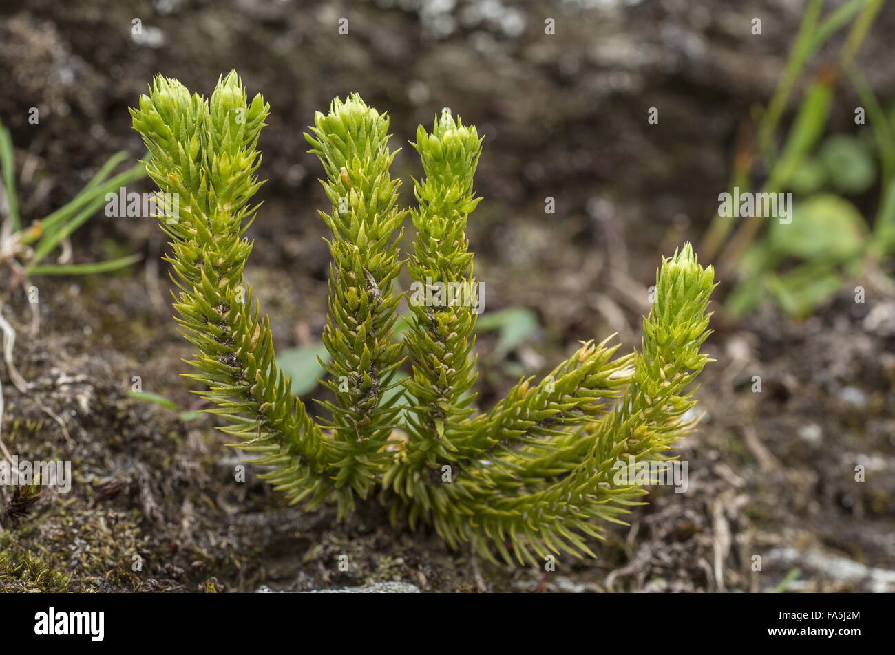 Lesser clubmoss, Selaginella selaginoides, with fertile spikes, in montane grassland. Stock Photo