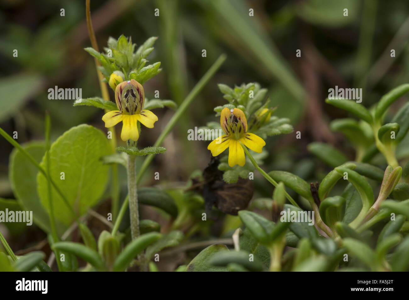 Dwarf Eyebright, Euphrasia minima in flower in high alpine pasture. Italy. Stock Photo
