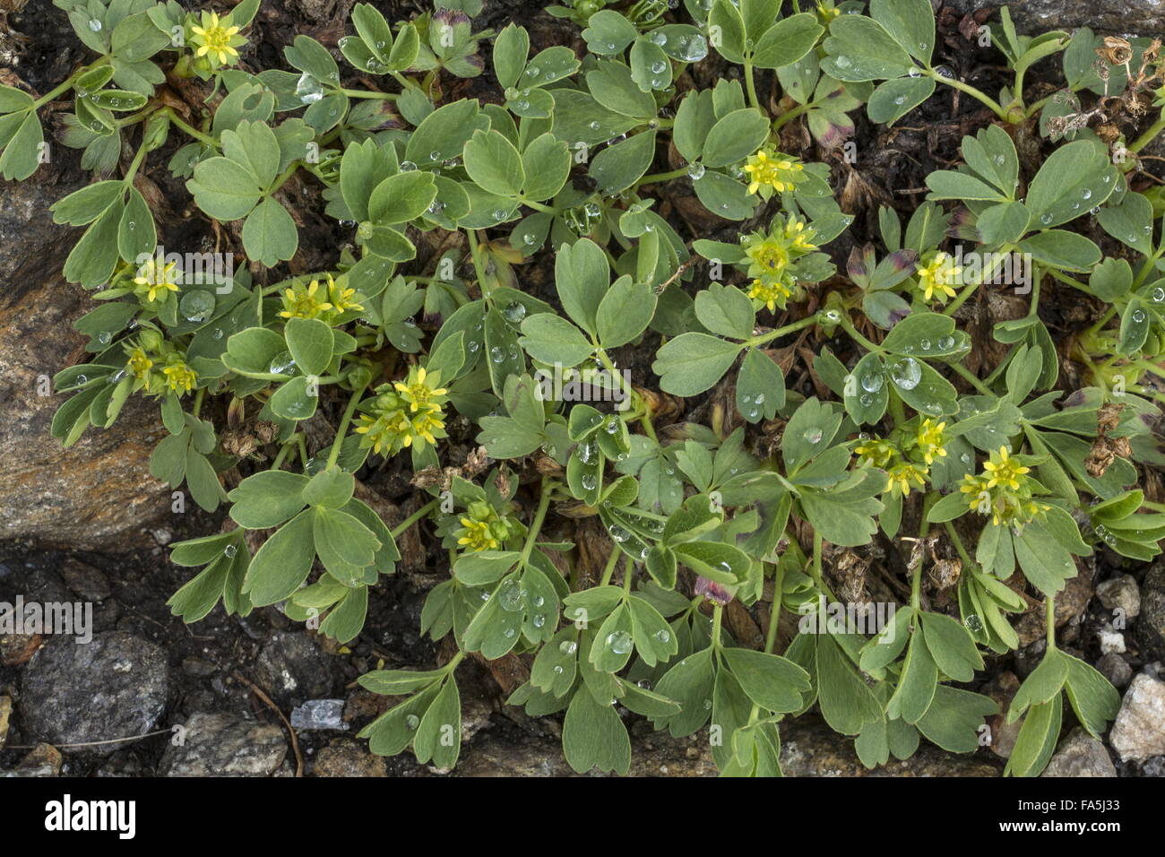 Sibbaldia, Sibbaldia procumbens, in flower at high altitude. Stock Photo