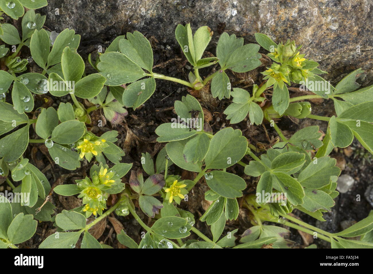Sibbaldia, Sibbaldia procumbens, in flower at high altitude. Stock Photo