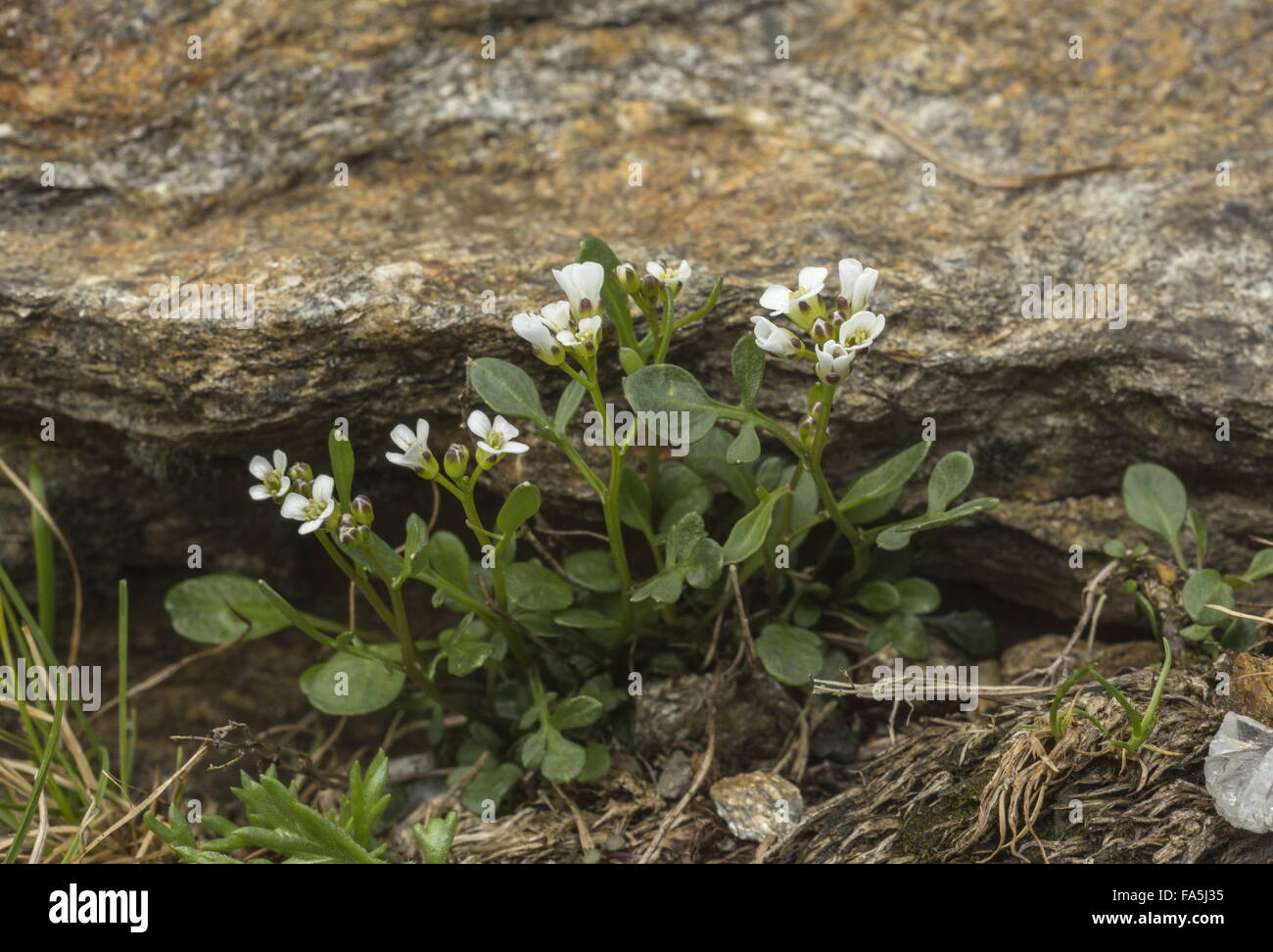 Mignonette-leaved Bittercress, Cardamine resedifolia in flower, italian Alps. Stock Photo