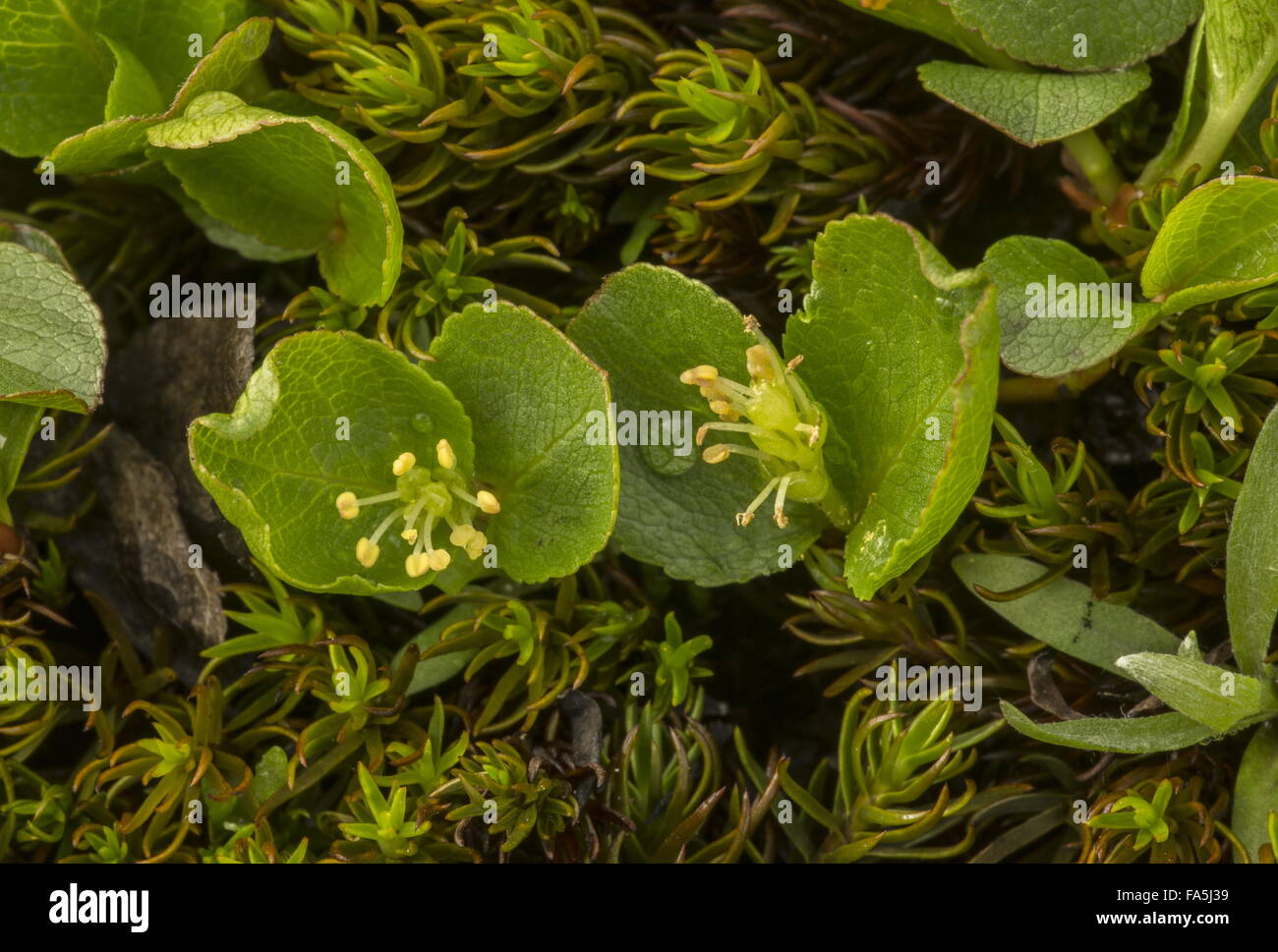 Dwarf willow, Salix herbacea with male flowers, at high altitude. Alps. Stock Photo